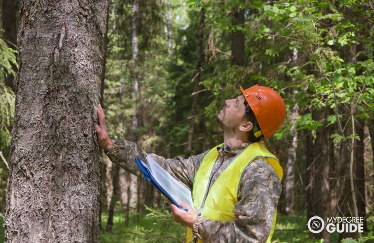 Forester doing assessment on old trees