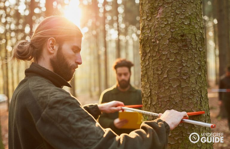 Forester measuring tree branches for yearly evaluation